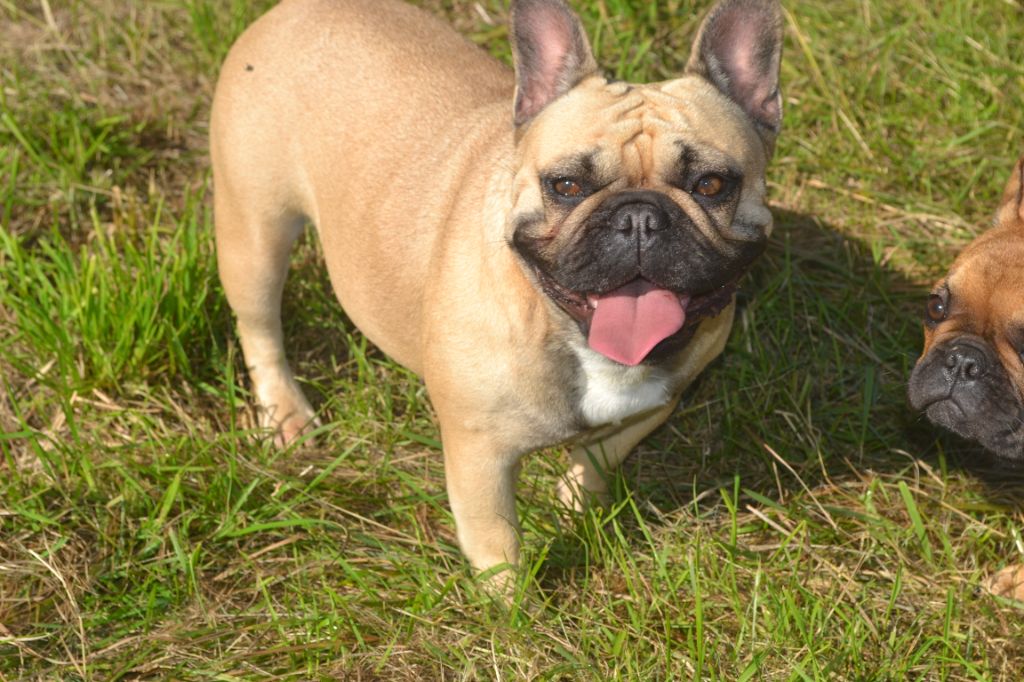 Les Bouledogue français de l'affixe des Légendes d'autan