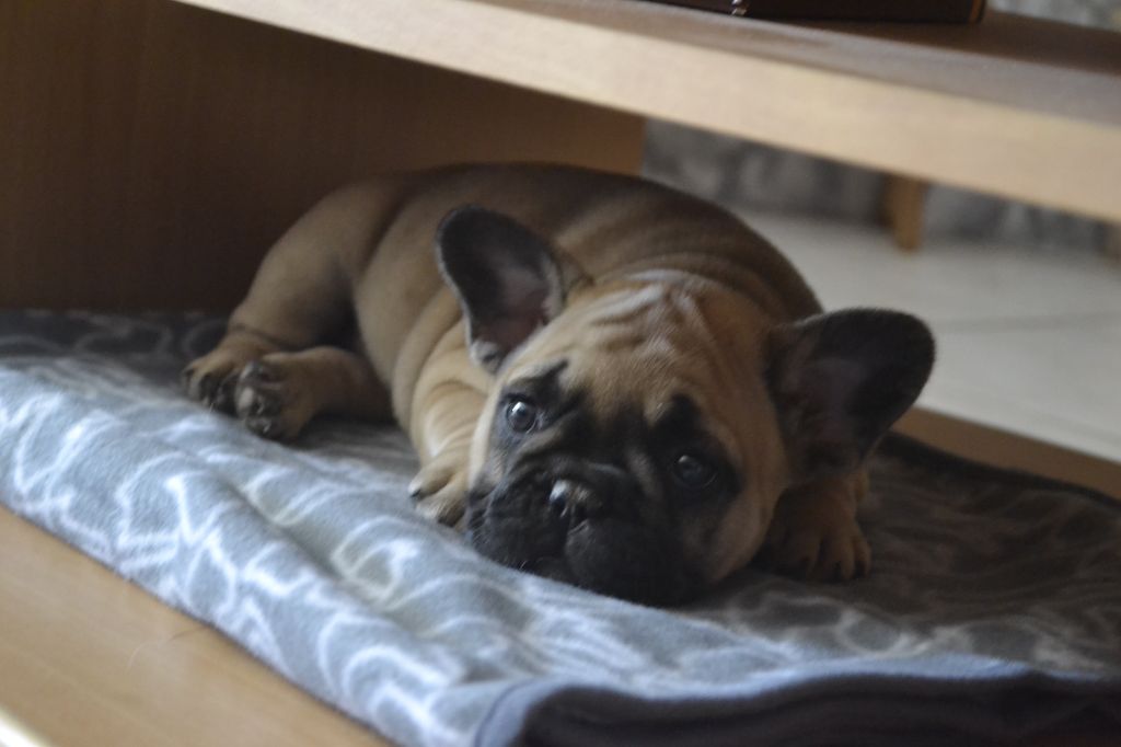 nos bouledogues