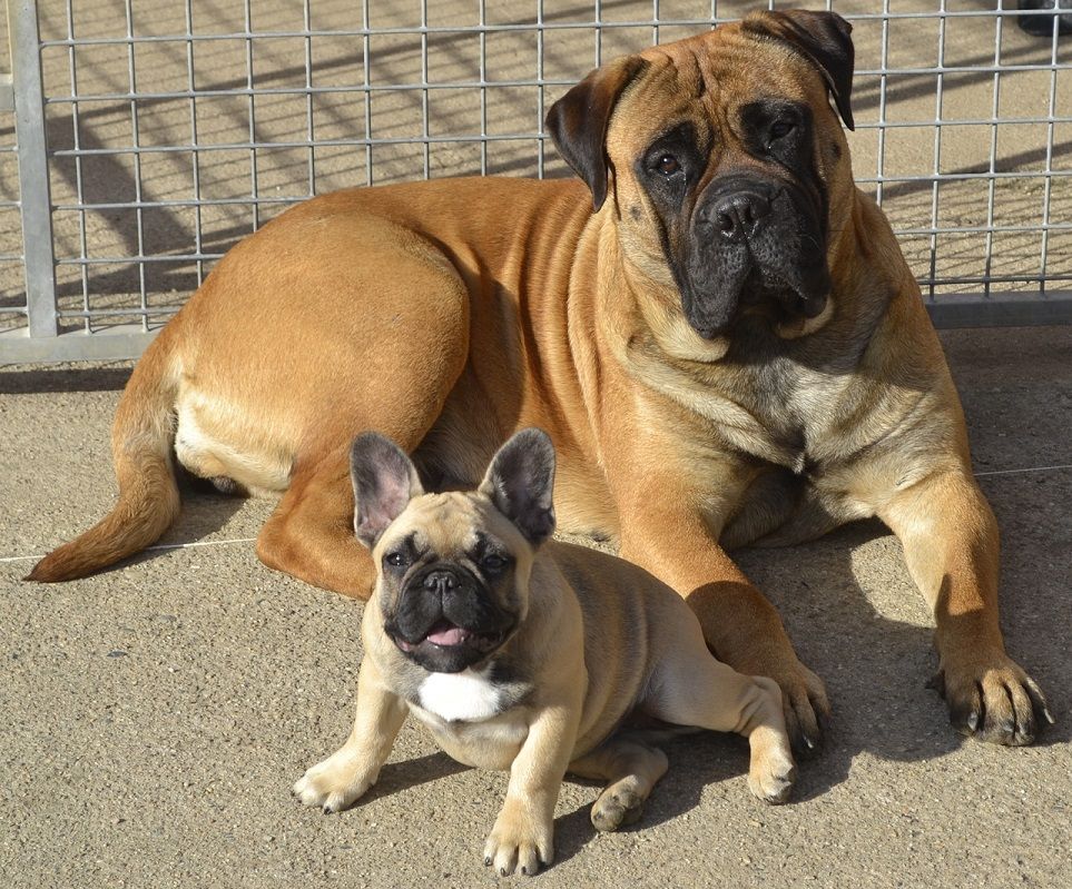 les bouledogue et les bullmastiff